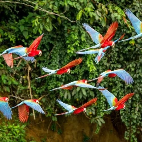 aras-foret-amazonienne-e1647803709158-768x536